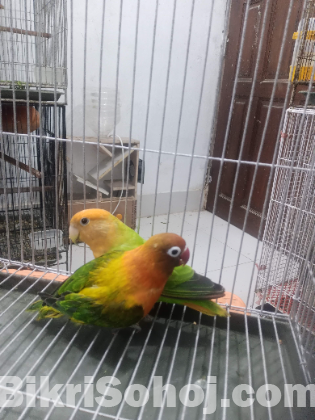 love bird